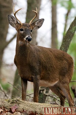 West Virginia; Buck Deer