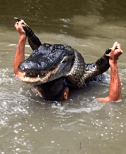 Derek underneath the Alligator