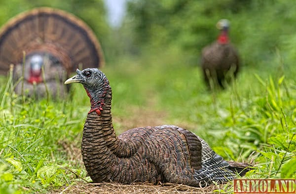 Avian-X LCD Laydown Turkey Hen