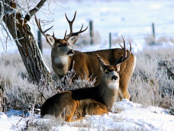 Biologists keeping close eye on deer