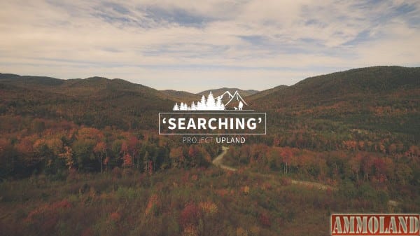 Searching - A New England Bird Hunting Tale