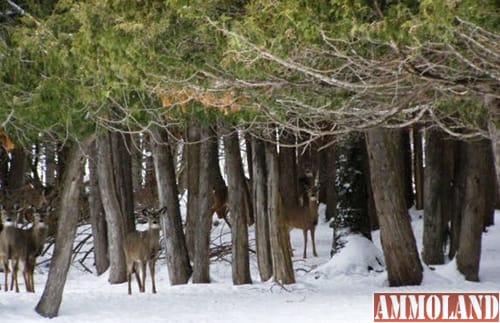 Michigan DNR Seeks Private Landowners Interested in Improving Western Upper Peninsula Deer Wintering Habitat