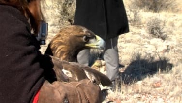 Golden eagle- Arizona