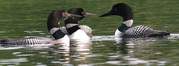 Waterfowl Minnesota