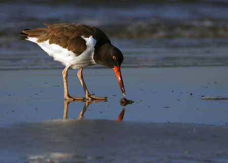 American Oyster catcher