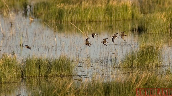 Bird Monitoring