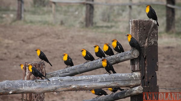 Service Distributes Nearly $50 Million to Support State Wildlife Conservation Projects