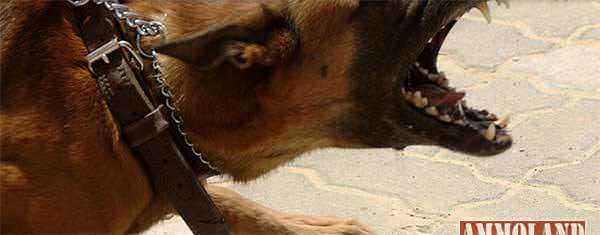 Dog Bite Attack