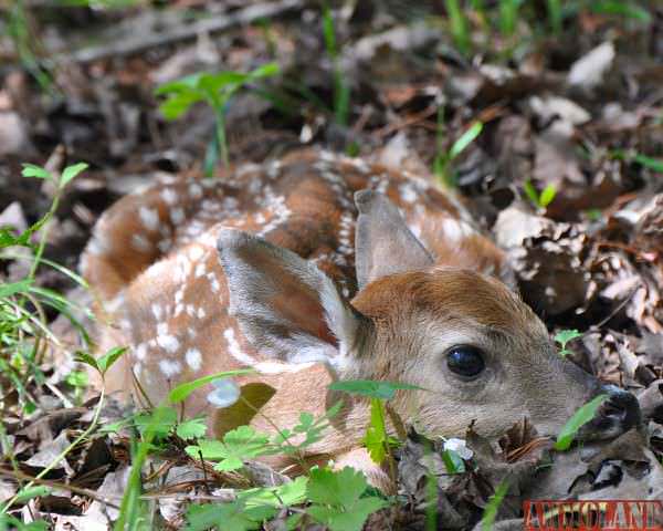 A white-tailed deer fawn waiting for its mother to return. Although fawns may appear to have been abandoned, that’s rarely the case, and leaving them alone will help them survive.