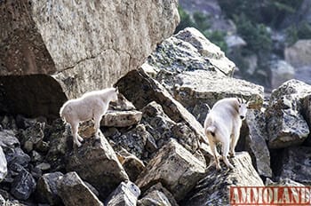 Rock Creek is a great place to see mountain goats. Photo by Ron Stewart