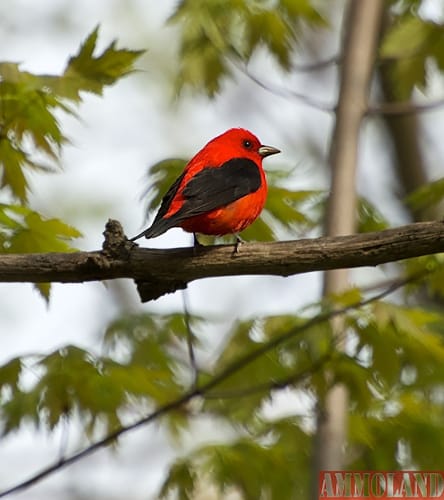 Common yellowthroat and Scarlet tanager: The common yellowthroat and scarlet tanager are examples of species birders might see in Michigan this spring. Birding trails and events offer great opportunities to enjoy Michigan’s wildlife.