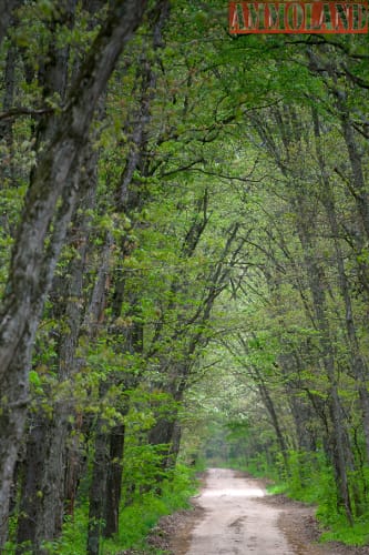 Private forest landowners looking to protect their land, forever, from nonforest uses are encouraged to apply for enrollment in Michigan's Forest Legacy Program. Applications are due Friday, June 17.