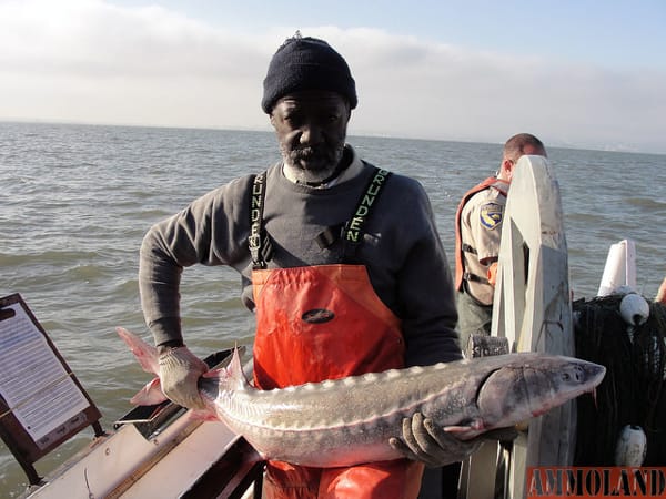 CDFW Environmental Scientist Mike Harris holds a white sturgeon he just tagged in the Delta.