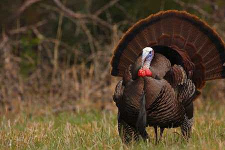 Turkey Forecasts Now Available in April Issue of Game and Fish/Sportsman Magazines