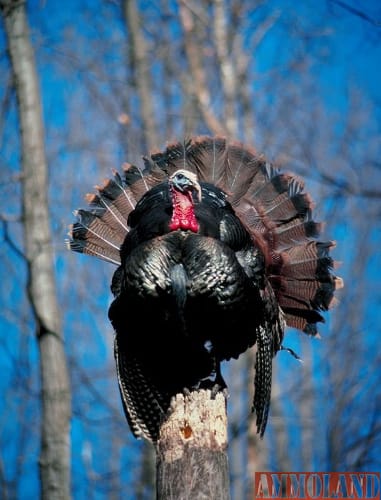 Turkey on a log