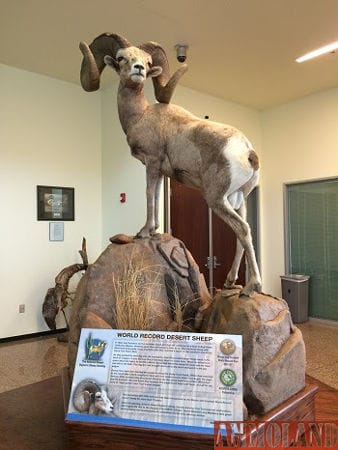 AZGFD to Display World-Record Desert Bighorn Sheep