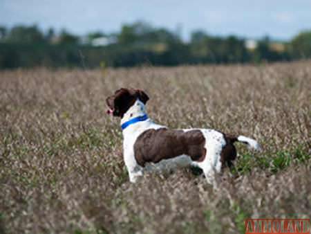 Bird Dog Training Seminars