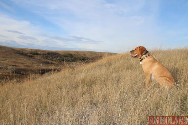 Big Sky Country Gains Helping Hand for Conservation with New Pheasants Forever Chapter