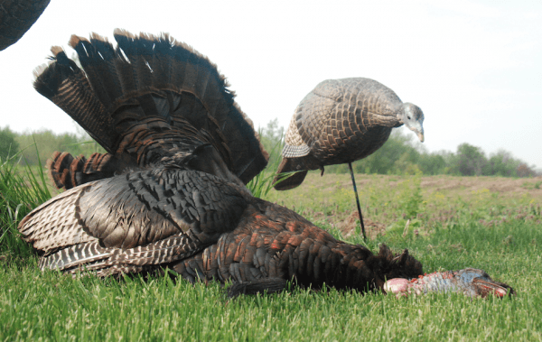 Pull birds in for tight bow shots by setting decoys closer to your blind.