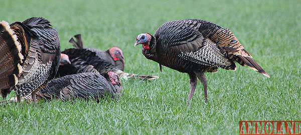 Turkey Hunting in Kansas