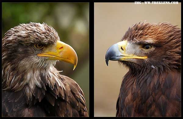 Bald Eagle (left) vs Golden Eagle (rigtht)