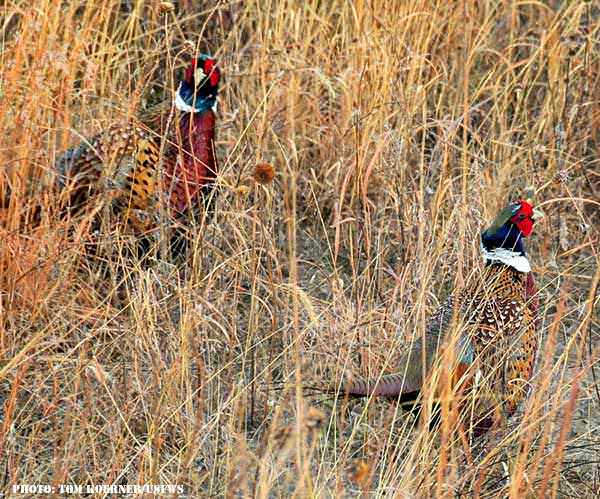 Two Pheasants