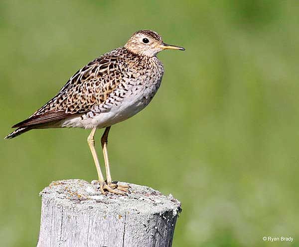 Meet the Upland Sandpiper