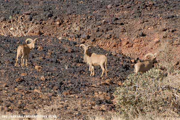 Barbary Sheep