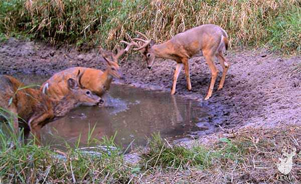 Bucks in Mud