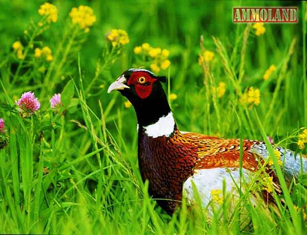 Pheasant