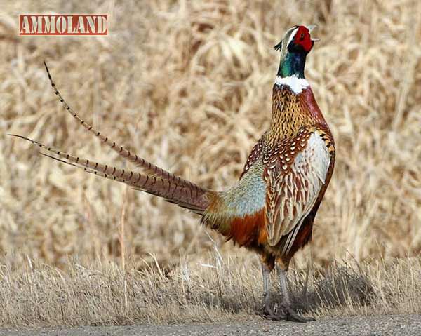 Pheasant