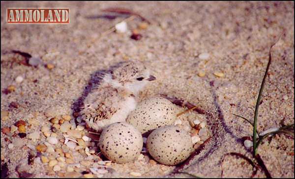 Piping Plover