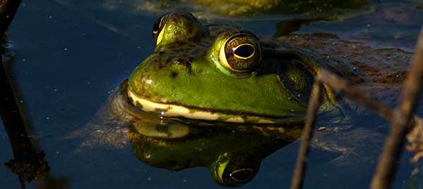 The Kansas bullfrog season opened July 1 and runs through Oct. 31.