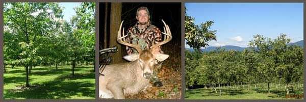 Hard and Soft Mast Food Plot Trees - A One-Two Punch for Improving Deer Habitat