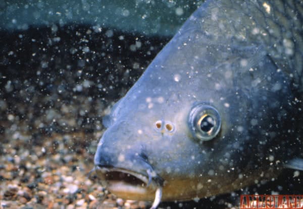 Common carp were brought to the U.S. during the 19th century. While they are an introduced species, they are not considered invasive. Many anglers enjoy pursuing these fish in Michigan. (Michigan Sea Grant photo)