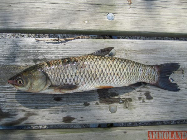 Grass carp, an invasive species, can grow to be more than 5 feet long and weigh more than 80 pounds. (Asian Carp Regional Coordinating Committee photo)