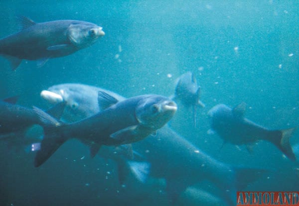 Invasive carp are a threat that many agencies, including the Michigan Department of Natural Resources, are hoping to block from reaching the Great Lakes. (Asian Carp Regional Coordinating Committee photo)