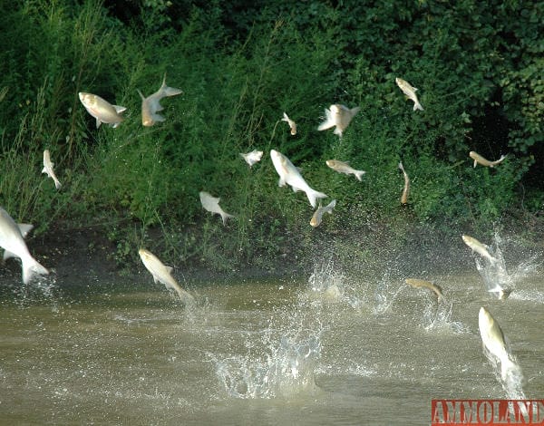 Silver carp, one species of invasive carp, are pictured leaping out of the water after being disturbed by a passing boat. (Great Lakes Fishery Commission photo)