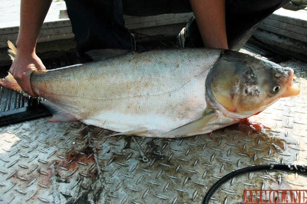 Silver carp, an invasive species, may grow longer than 3 feet and weigh up to 60 pounds. (Great Lakes Fishery Commission photo)