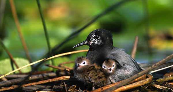 July's Bird of the Month is the Black Tern (Chlidonias niger).