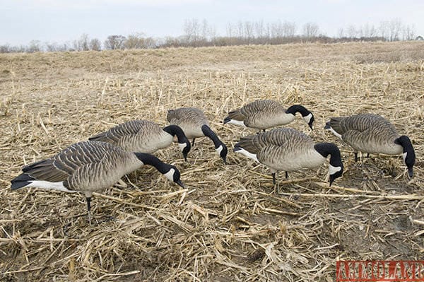 Tight spreads made up predominantly of feeding style decoys indicate a hot feed to passing geese, closely matching early season conditions when the fields are still full of food. Photo courtesy of Avian-X