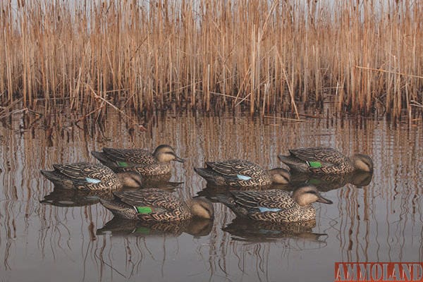 Teal often migrate before males reach full plumage. To more closely match the conditions, rely on drab decoys, or those made specifically for this scenario, like the Avian-X Early Season Teal pack.