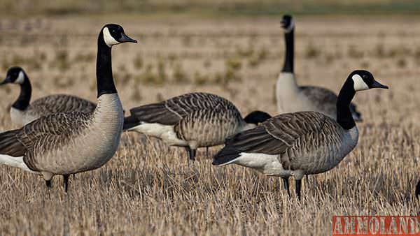 Flocks of Canada geese are made up of smaller, family groups in the early season. Imitate the overall structure of the flock by spreading several small groups of decoys throughout a field.