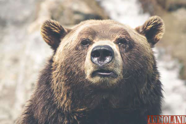 Brown Bear