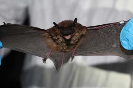 Evening bat caught at Minnesota Army National Guard's Training Site in Arden Hills.