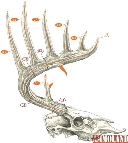 How to Score North American Big Game Diagram