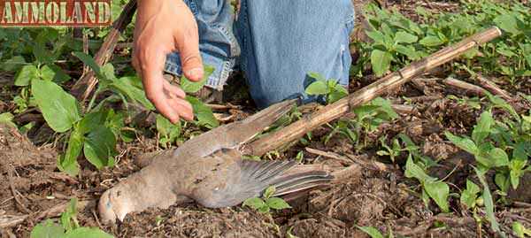 The opening day of dove season, Sept. 1, is one of the most anticipated opening days of the year because it’s been a long layoff since last year’s hunting seasons closed.