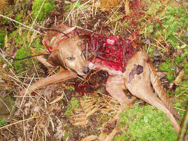 Pet Hunting Dog Killed by Wolves