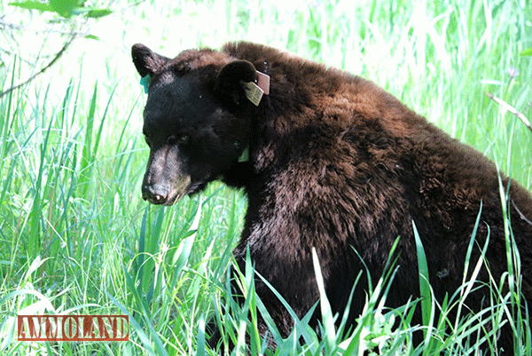 Minnesota DNR asks hunters to pass on radio-collared research bears
