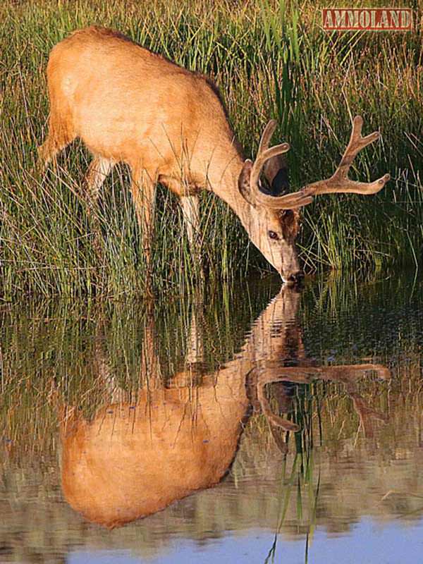 The number of deer in Utah, including the number of bucks, is growing.